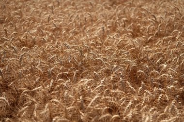 Bir tarım çiftliğinde tarla. Çiftçilik. Ekin tarlası. Tohum olgunlaşmış doğa arka planı. Altın mahsul ve buğday kulağı. Yazın çavdar tarlası olan tarım arazisi. Tarım buğday tarlası. Geç hasat.