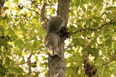 Vahşi sincap doğada. Sincap ya da sincap. Vahşi bir hayvan. Sincap yerde yatıyor. Kemirgen hayvan faunası. Kemirgen hayvan ailesi. Vahşi yaşam doğası. Ağaçtaki yer sincabı.