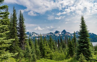 Manzaranın doğası. Manzaralı orman manzarası. Ormanlı tepe manzarası. Doğa dağ ormanı. Dağdaki yeşil orman manzarası. Karışık Ormanın Doğası.