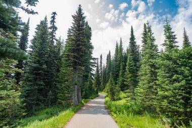 Manzaranın doğası. Manzaralı orman manzarası. Ormanlı tepe manzarası. Doğa dağ ormanı. Dağdaki yeşil orman manzarası. Karışık ormanın doğası. Tepe ufku.
