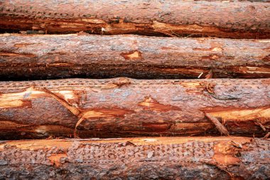 Arka planda çam ağacı var. Timber ürün deposu. Ahşap kereste malzemesi. Yumuşak kereste. Ağaç kütüğü, kereste kütüğü. Çevresel sorunlar. Ağaç kesiyorum. Tarım ve ormancılık. Kereste ticareti.