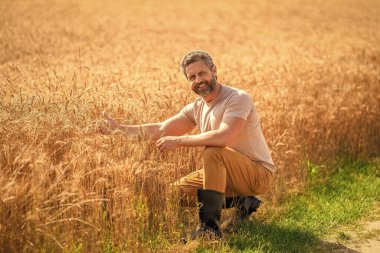 Tarlada çiftçi. İspanyol çiftçi tarla hasadını kontrol ediyor. Tarımcı çiftçi adam. Ürün koruması. Tarım çiftliği. Buğday tarlasında çiftçi. Ürün hasatı ve organik tarım.