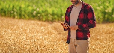 Ekin ekimi. Tarım çiftliği. Buğday tarlasında çiftçi. Hasat ve çiftçilik. Tarlada çiftçi. İspanyol çiftçi tarla hasadını kontrol ediyor. Tarımcı çiftçi gururludur..