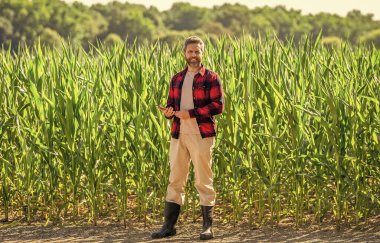 Tablet çekli İspanyol çiftçi. Ekin hasadı. Mısır tarlasında tabletli çiftçi tarım uzmanı. Modern tarımın teknolojisi. Tarlada tabletle çalışan çiftçi..