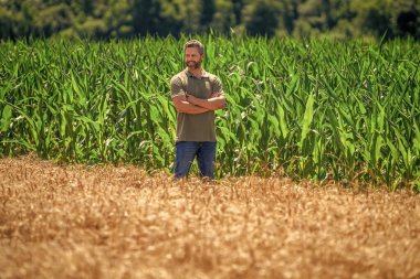Hasat mahsulü. Mısır tarlası çiftçisi. Tarımsal mısır tarlası hasat mevsimi. Kır çiftçiliği. Ekin tarlasında hasat yapan mutlu adam. Sahadaki hasatçıyı. Arazi ve tarım. Mısır tarlasında çiftçi.