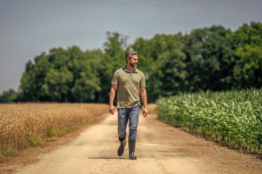 Kırsal kesim. Tarlada hasat yapan çiftçi adam. Olgun tarım. Sahadaki hasatçıyı. Çiftçi tarım uzmanı. Ekin hasadı. Çiftçi buğday sahibi. Hasat zamanı tarım buğdayı.