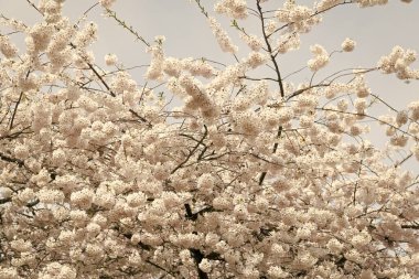 Çiçek açan sakura çiçeği. Bahar sakurası dalda çiçek açıyor. Çiçek açan sakura çiçeğinin fotoğrafı. Çiçek açan sakura.