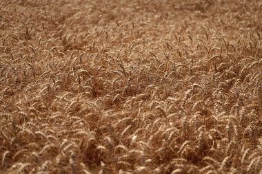 Tarım buğday tarlası. Bir tarım çiftliğinde tarla. Çiftçilik. Ekin tarlası. Tohum olgunlaşmış doğa arka planı. Altın mahsul ve buğday kulağı. Yazın çavdar tarlası olan tarım arazisi. Hasat festivali.