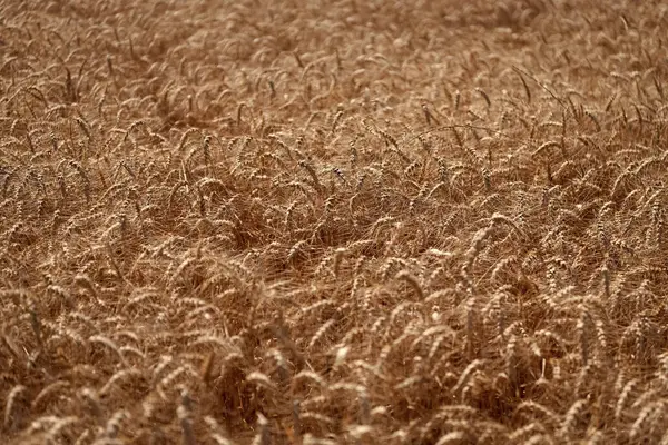 Tarım buğday tarlası. Bir tarım çiftliğinde tarla. Çiftçilik. Ekin tarlası. Tohum olgunlaşmış doğa arka planı. Altın mahsul ve buğday kulağı. Yazın çavdar tarlası olan tarım arazisi. Hasat festivali.