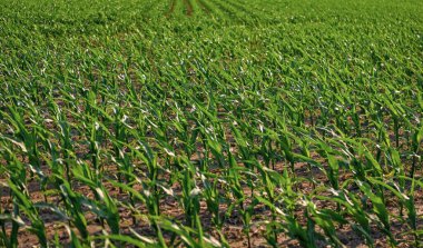 Mısır hasadıyla hasat. Tarım ve ekin. Tarım tarlasında yeşil ekin bitkisi. Hasat ve tarım. Çiftlikteki ekin ekimi. Hasat zamanı. Ekin koruması.