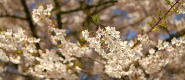 Güzel bir bahar sezonu. Mavi gökyüzüne karşı pembe Sakura çiçeği. Bahar doğası. Çiçekli Sakura ağacı. Çiçek açan Sakura. Sakura çiçeği ve çiçek. Seçici odak.