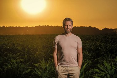 Hispanik olgun çiftçi kırsal işçi günbatımında hasat tarlasında duruyor, mısır tarlası çiftliği hasat ediyor..