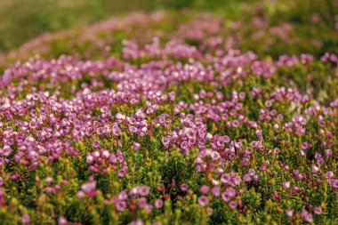 Doğada dağ keneviri çiçeğinin kır çiçeği olan bir çayır. Yaz doğası. Çiçek açan bitki. Felsefe çiçeği, manzara falan. Dağ keneviri çiçeği. Pembe dağ keneviri çiçeği..