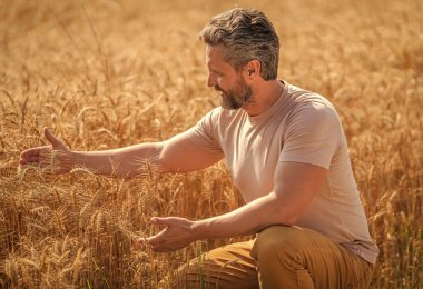 Tarım çiftliği. Buğday tarlasında çiftçi. Hasat ve çiftçilik. Tarlada çiftçi. İspanyol çiftçi tarla hasadını kontrol ediyor. Tarımcı çiftçi gururludur. Ekin koruması.