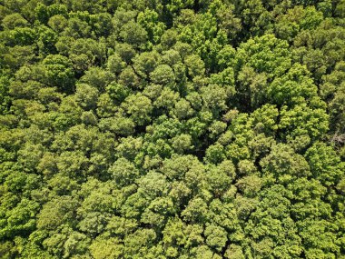 Ormanda büyüyen ağaç. Doğa manzarası. Baharda ormanın manzarası. Yaz havası manzaralı yeşil orman. Yağmur ormanlarının ekosistemi ve sağlıklı bir çevre. Orman doğası geçmişi. Yenilenebilir enerji.