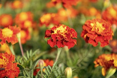 Doğada çiçekli kadife çiçeği. Çiçekli kadife çiçeği. Turuncu etiketler çiçek. Doğal çiçek tomurcukları. Flora Doğa. Doğada çiçek açan parlak çiçek. Kadife çiçeği. Çiçek açan doğa.