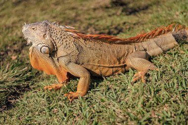 Egzotik iguana sürüngeni. Egzotik sürüngen hayvanı. Vahşi yaşam hayvanı. Doğadaki sürüngen hayvan. Vahşi yaşam hayvanat bahçesi ormanı. Tropikal ormanda iguana kertenkelesi. Madagaskar iguana otçul kertenkelesi. Yağmur ormanı iguanası.