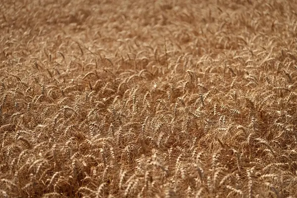 Altın buğday arka planda kulaklar. Tarımsal tarla manzarası, buğday manzarası, güzel bir yaz manzarası. Ekin tarlası. Tahıl hasadı. Altın çivi. Buğday tarlası. Altın buğday tarlası. Organik arpa.