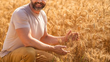 Buğday tarlasında çiftçi. Hasat ve çiftçilik. Tarlada çiftçi. Çiftçi adam tarla hasadını, ekili manzarayı kontrol ediyor. Tarımcı çiftçi gururludur. Ürün koruması. Tarım çiftliği.