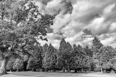 Ormanın doğası. Yazın yeşil orman manzarası. Karışık ormanın doğası. Parktaki çayır manzarası. Yaz parkı doğası. Ormanın manzaralı manzarası. Kamu parkı.