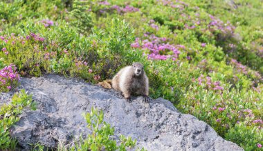 Capybara açık havada. Hayvanat bahçesindeki vahşi hayvan. Parktaki dağ sıçanı. Kemirgen hayvan dağ sıçanı. Kemirgen dağ sıçanı hayvanı. Vahşi yaşam doğası. Marmot capybara. Dağ sıçanı vahşi dağ sıçanı. Dağ kemirgeni. Dağlık arazi..