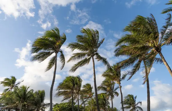 Miami 'de tropik bir sahil. Palmiye ağacıyla tropik bir açık hava sahnesi. Tropik yaz tatili. Egzotik doğa. Palmiye ağacı. Florida 'da yaz tatili. Kaliforniya palmiyesi. Egzotik palmiye manzarası.