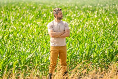 Mısır tarlası çiftçisi. Tarımsal mısır tarlası hasat mevsimi. Ekin tarlasında hasat yapan adam. Sahadaki hasatçıyı. Arazi ve tarım. Mısır tarlasında çiftçi. Hasat mahsulü. Zengin hasat.