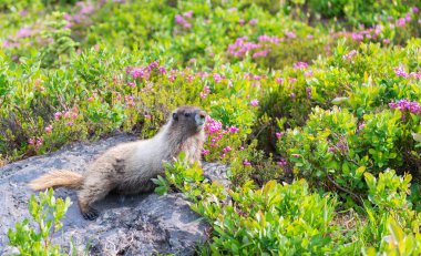 Vahşi yaşam doğası. Marmot capybara. Dağ sıçanı vahşi dağ sıçanı. Dağ kemirgeni. Capybara açık havada. Hayvanat bahçesindeki vahşi hayvan. Parktaki dağ sıçanı. Kemirgen hayvan dağ sıçanı. Kemirgen dağ sıçanı hayvanı. Dağ sıçanı..