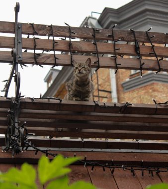 Gri bir tekir kedi tahta bir bankta oturuyor..