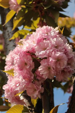 Hassas pembe kiraz çiçekleri yakından çekildi. Çiçekli ve yapraklı Japon kirazı dalı. Bahar çiçeği ağacı..