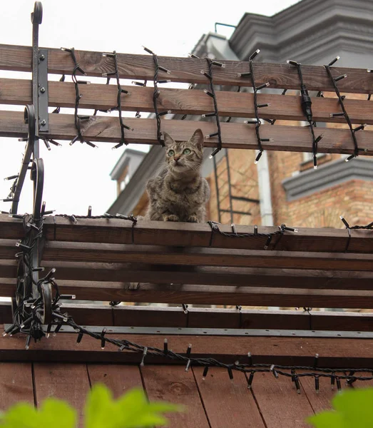 Szary Tabby Kot Siada Drewnianej Ławce — Zdjęcie stockowe