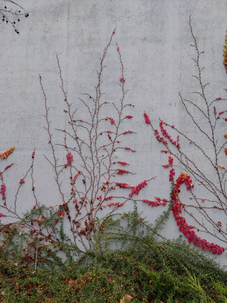 Bush Red Leaves Creeping Gray Concrete Wall Autumn Plants — Stock Photo, Image