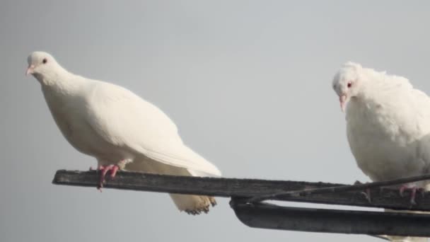 Ein Paar Weiße Vollbluttauben Gegen Den Himmel Nahaufnahme — Stockvideo