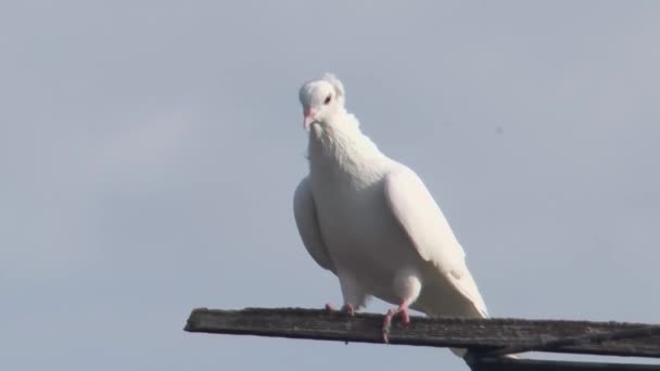 Ein Paar Weiße Tauben Gegen Den Himmel Nahaufnahme — Stockvideo