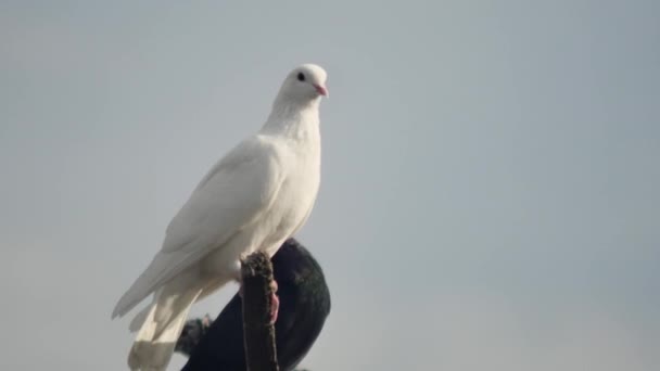 Gökyüzüne Karşı Güzel Beyaz Güvercin Yetiştirilmiş Yakın Plan — Stok video