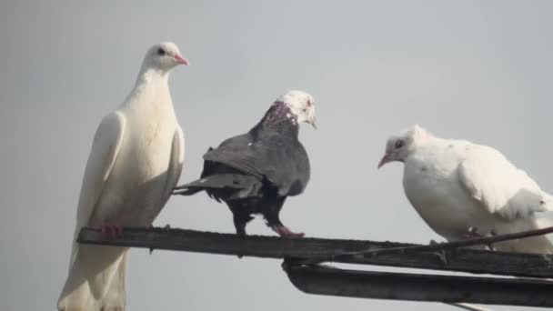 Ein Paar Weiße Vollbluttauben Gegen Den Himmel Picken Eine Schwarze — Stockvideo