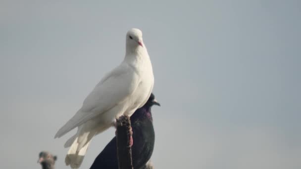 Gökyüzüne Yakın Safkan Beyaz Güvercin — Stok video