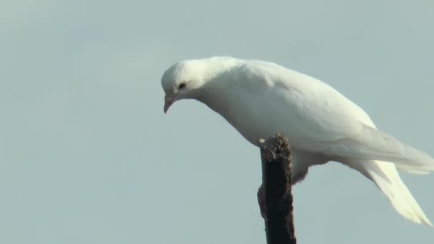 Gökyüzüne Karşı Beyaz Güvercin Yakın Plan — Stok video