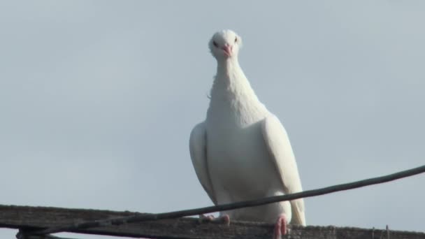 Beyaz Güvercin Gökyüzüne Karşı Ötüyor Yakın Plan — Stok video