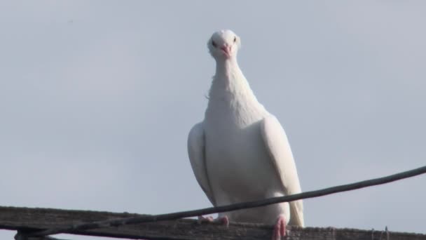 Beyaz Güvercin Gökyüzüne Karşı Ötüyor Yakından Yavaş Çekimde — Stok video