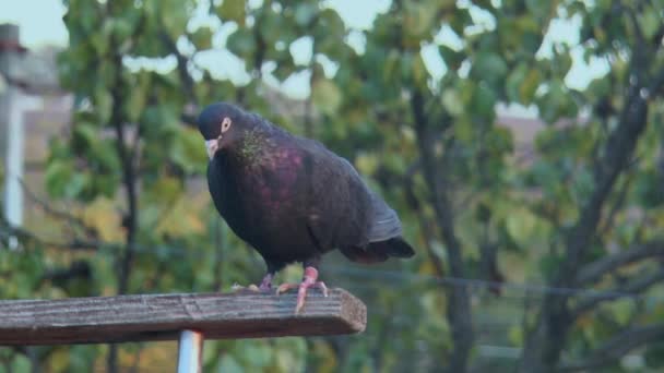 Pigeon Pur Sang Coloration Noire Descend Une Barre Transversale Bois — Video