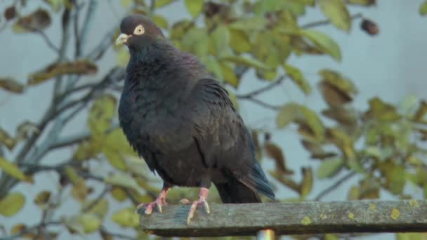 Pigeon Pur Sang Coloration Noire Tient Sur Une Barre Transversale — Video