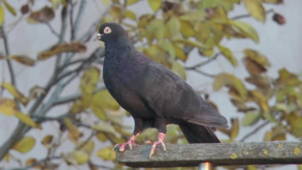 Pigeon Pur Sang Avec Une Coloration Noire Asseoir Pour Reposer — Video