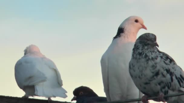 Pigeons Same Breed Sit Special Antenna Pigeons Sky — Stock Video
