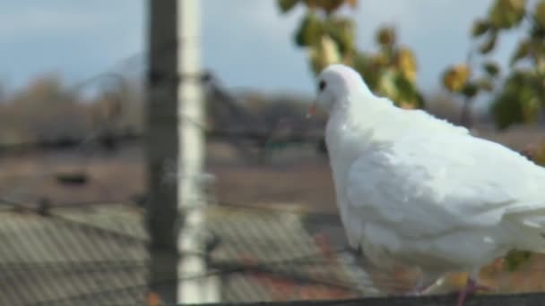 Pigeon Blanc Pur Sang Descend Lentement Une Barre Transversale Bois — Video
