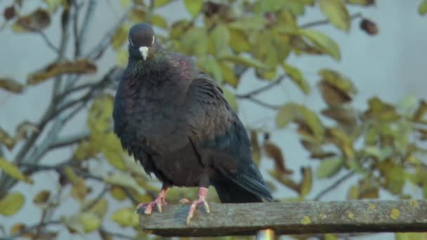 Deux Pigeons Noirs Pur Sang Coloration Noire Dressent Sur Une — Video