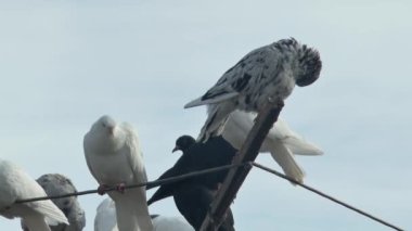 Çok güzel renkli anket güvercinleri gökyüzüne doğru sallanan güvercin anteninin üzerinde dinleniyor..