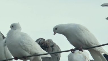Güzel beyaz tekerlekli güvercinler gökyüzüne karşı bir güvercin anteninin üzerinde dinleniyorlar..