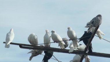 Farklı renkte patenli güvercinler mavi gökyüzüne karşı bir güvercin anteninde dinleniyor.