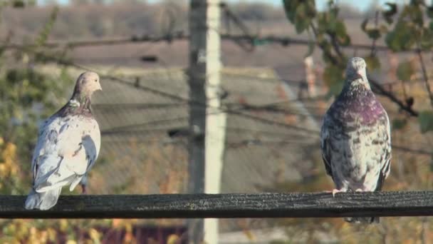 Ahşap Bir Kavşakta Mermer Renkli Safkan Bir Güvercin Yapraklı Dalların — Stok video